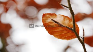 Sunnahnya Membaca Surah Bakda Al-Fatihah