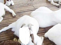 keutamaan dan hikmah qurban