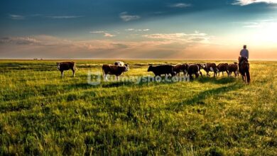 Sudah tahu cerita tentang sapi betina, maksud dari surah Al-Baqarah? Apa saja pelajaran dari kisah itu?